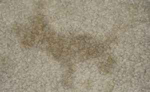 urine mapping on carpet flaws